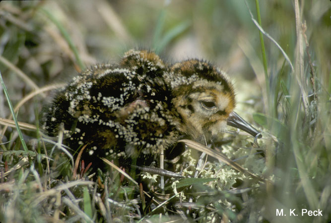 Photo (8): Short-billed Dowitcher