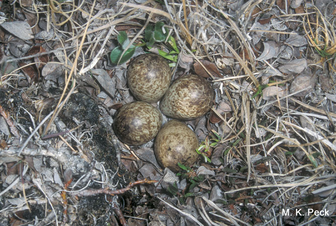 Photo (12): Semipalmated Sandpiper