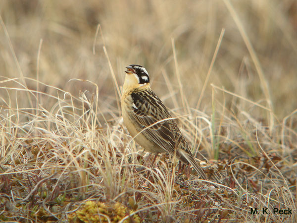 Photo (5): Smith's Longspur