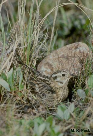 Photo (6): Smith's Longspur
