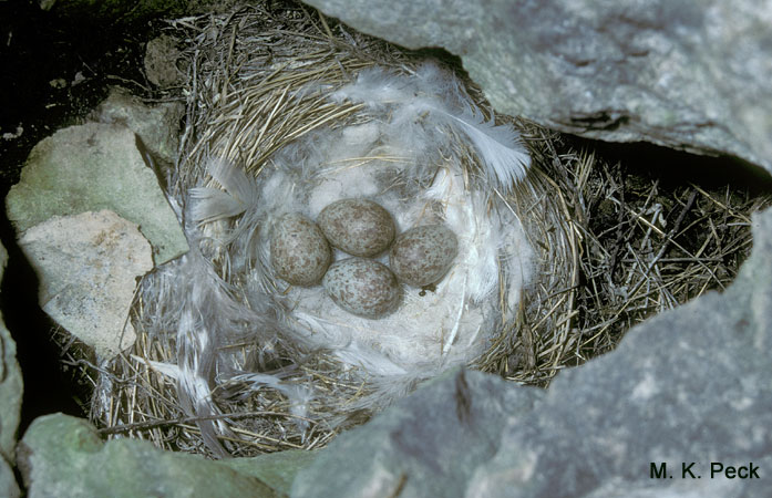 Image (12): Plectrophane des neiges