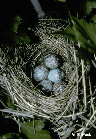 Photo (16): Song Sparrow