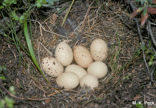 Photo (20): Spruce Grouse