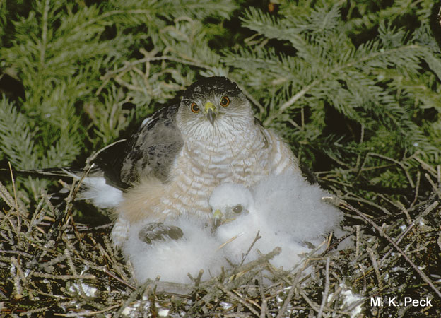 Photo (24): Sharp-shinned Hawk