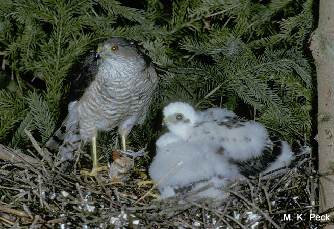 Photo (25): Sharp-shinned Hawk