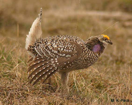 Photo (1): Sharp-tailed Grouse