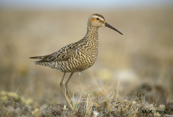 Photo (2): Stilt Sandpiper