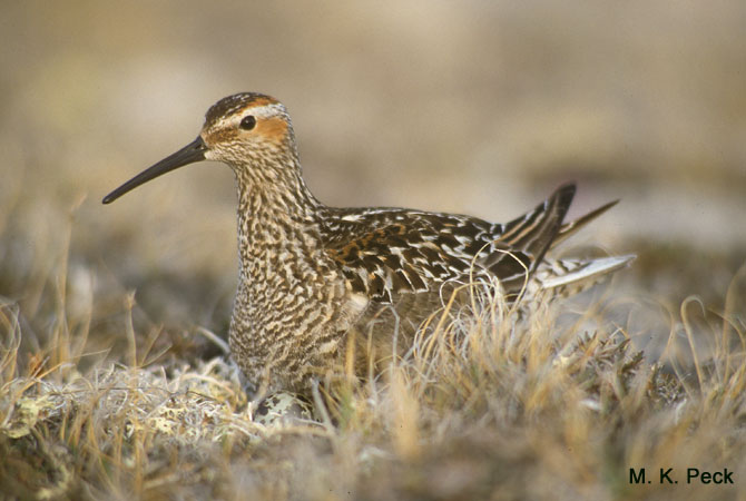 Photo (3): Stilt Sandpiper