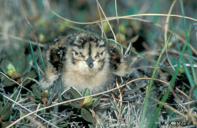 Photo (20): Stilt Sandpiper
