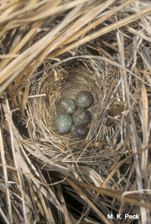 Photo (12): Swamp Sparrow