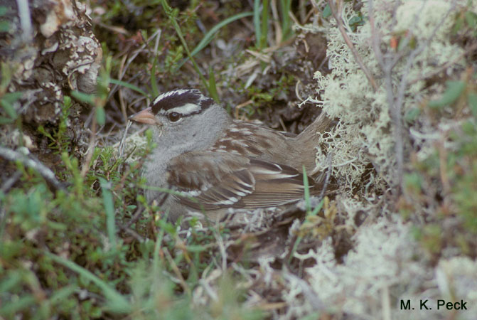 Photo (23): White-crowned Sparrow