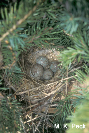 Photo (25): White-crowned Sparrow