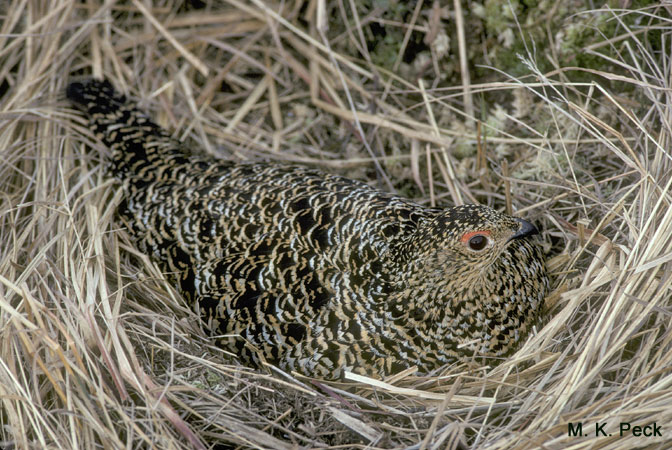 Photo (2): White-tailed Ptarmigan