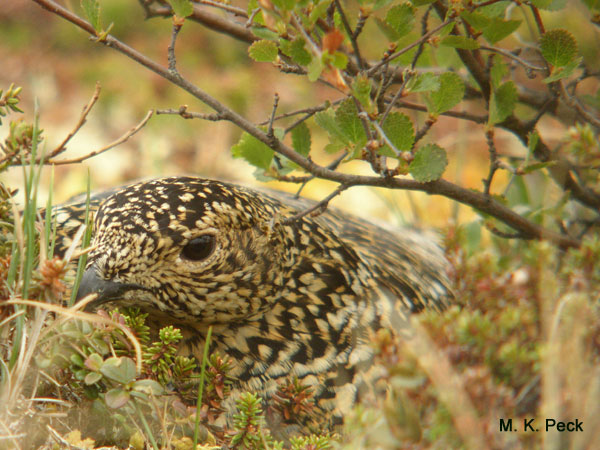 Photo (3): White-tailed Ptarmigan
