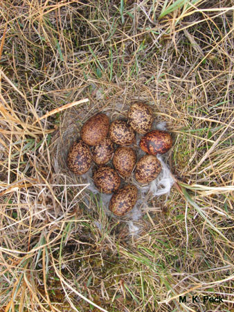 Photo (4): White-tailed Ptarmigan