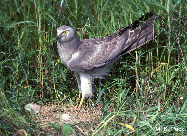 Photo (19): Northern Harrier