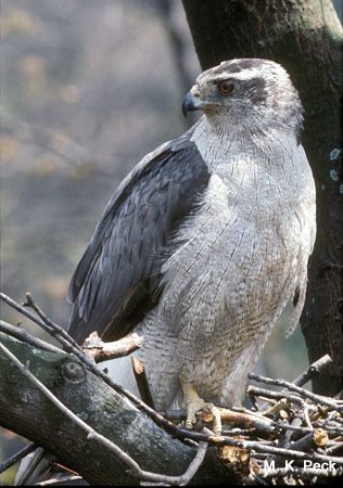 Photo (1): Northern Goshawk