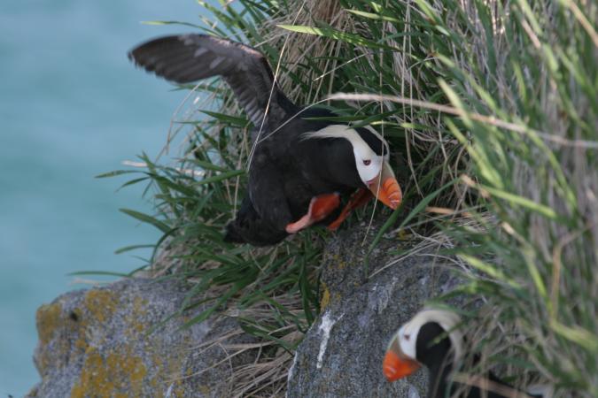 Photo (5): Tufted Puffin