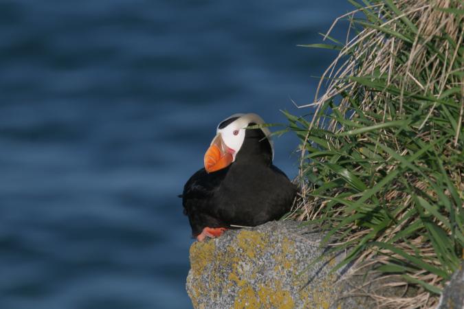Photo (2): Tufted Puffin