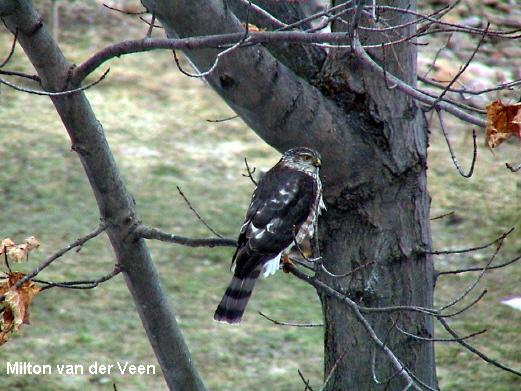 Photo (5): Sharp-shinned Hawk