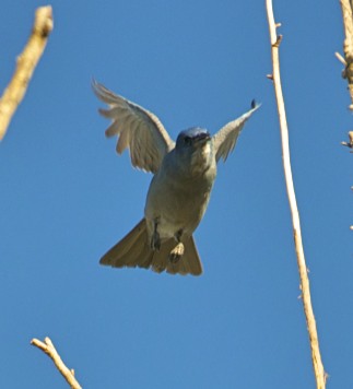 Photo (4): Pinyon Jay