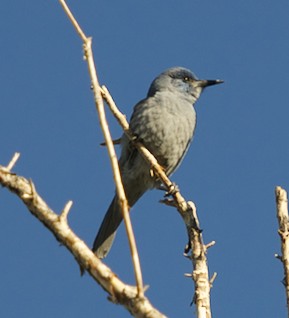 Photo (5): Pinyon Jay