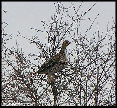 Photo (6): Sharp-tailed Grouse