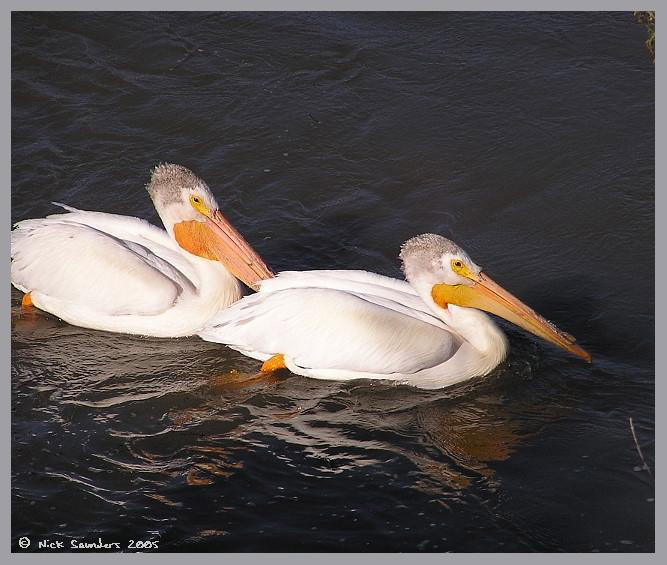 Photo (16): American White Pelican