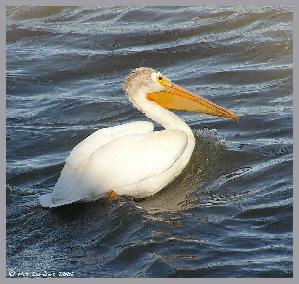 Photo (18): American White Pelican