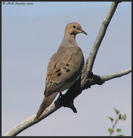 Photo (10): Mourning Dove