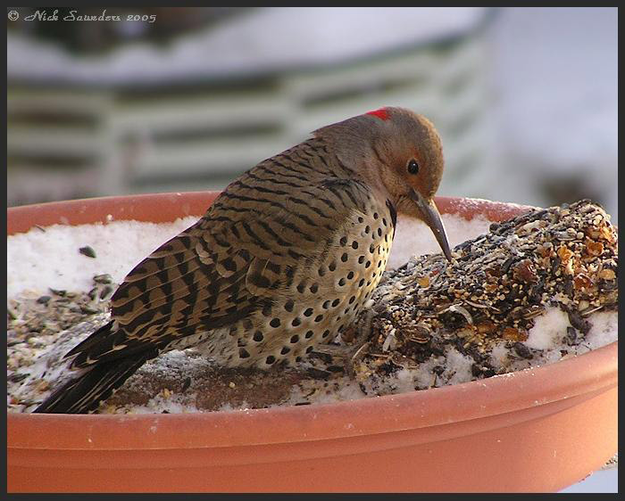 Photo (2): Northern Flicker