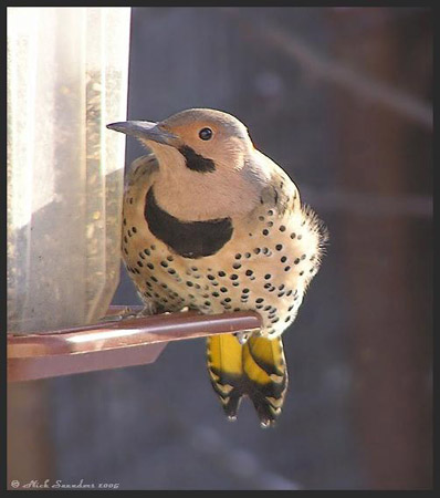 Photo (6): Northern Flicker