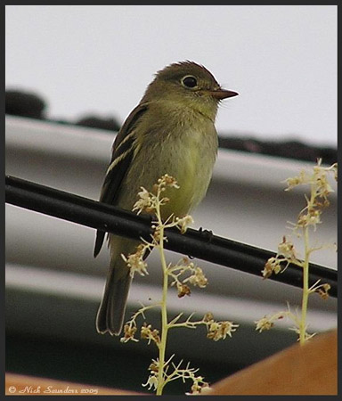 Photo (11): Yellow-bellied Flycatcher