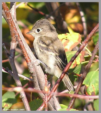 Photo (7): Least Flycatcher