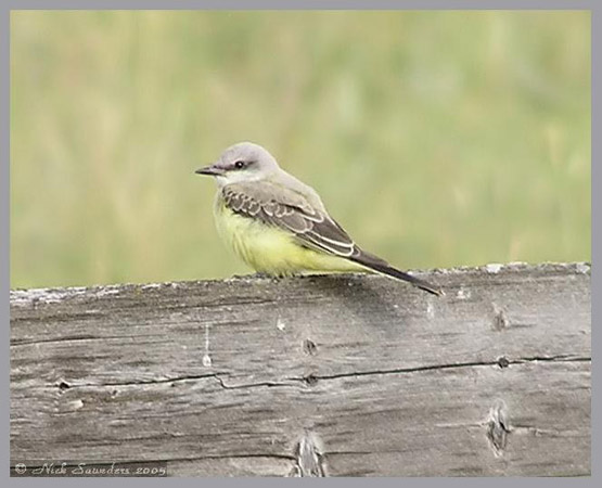 Photo (16): Western Kingbird