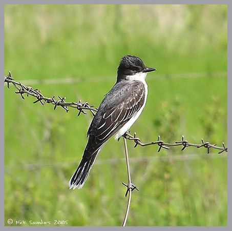 Photo (21): Eastern Kingbird