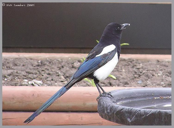 Photo (14): Black-billed Magpie