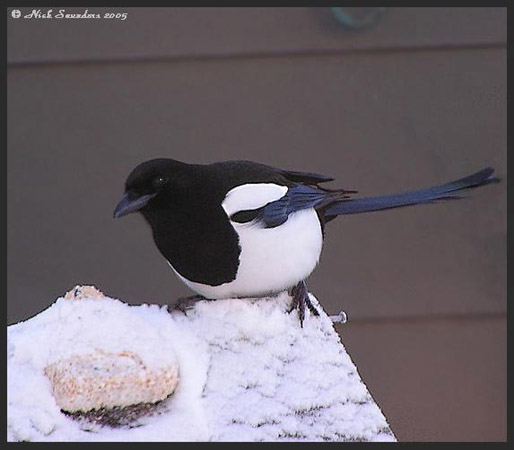 Photo (15): Black-billed Magpie
