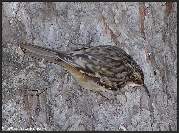 Photo (4): Brown Creeper