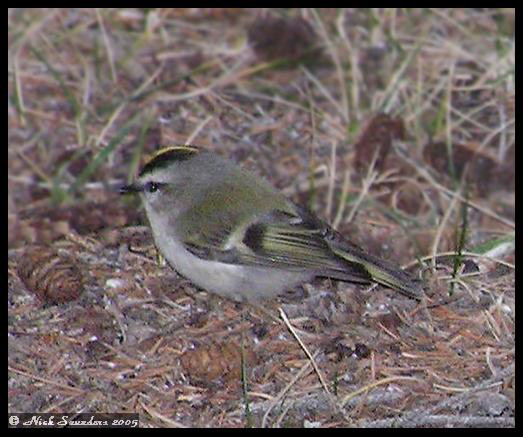 Photo (22): Golden-crowned Kinglet
