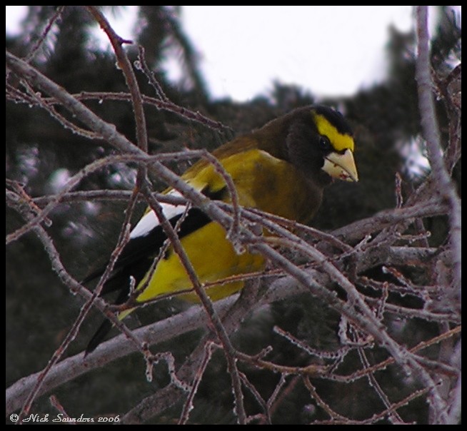 Photo (8): Evening Grosbeak