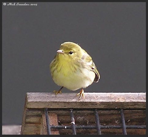 Photo (17): Blackpoll Warbler