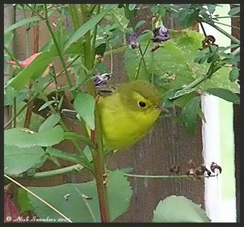 Photo (6): Wilson's Warbler