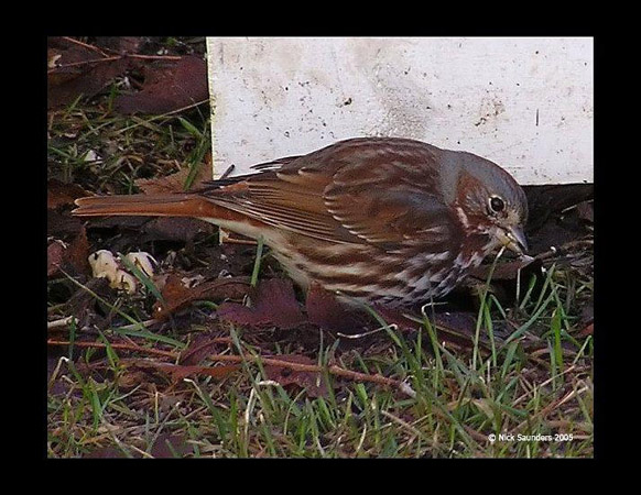 Photo (14): Fox Sparrow