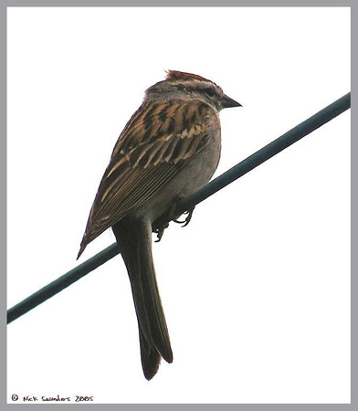 Photo (15): Chipping Sparrow