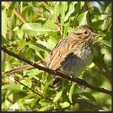 Photo (22): Clay-colored Sparrow