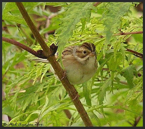 Photo (12): Clay-colored Sparrow
