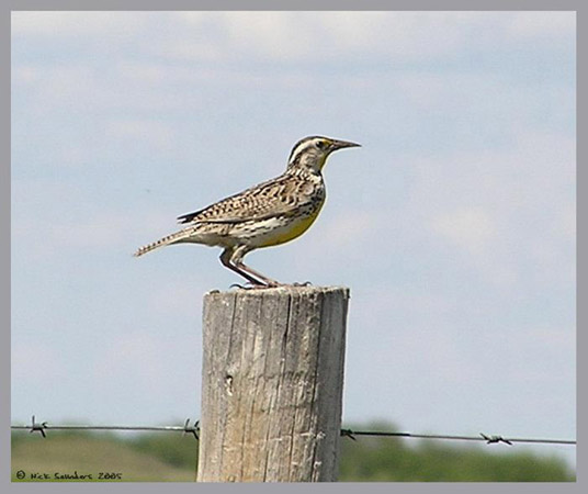 Photo (6): Western Meadowlark