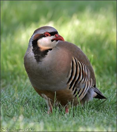 Photo (1): Chukar