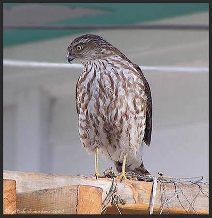 Photo (19): Sharp-shinned Hawk